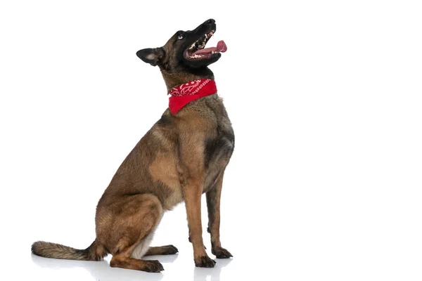 Widok Boku Gorliwy Pies Strażnik Czerwoną Bandana Patrząc Górę Dysząc — Zdjęcie stockowe