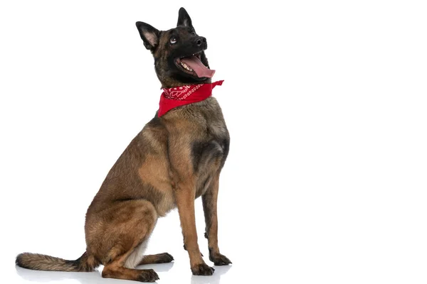 Aufgeregter Belgischer Schäferhund Welpe Mit Rotem Kopftuch Und Entblößter Zunge — Stockfoto