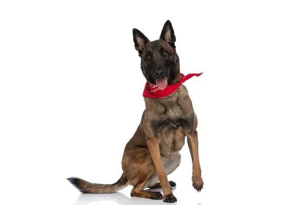 Bonito Malinois Polícia Cão Com Bandana Vermelha Ofegante Sentado Barris — Fotografia de Stock