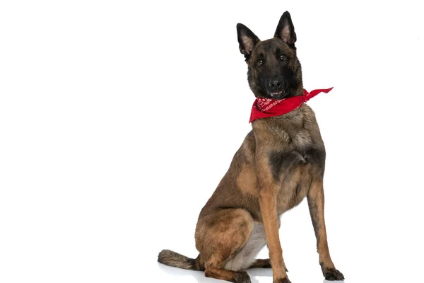 Vista Lateral Cão Bonito Belgas Malinois Vestindo Bandana Vermelha Sentado — Fotografia de Stock