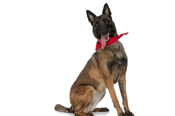 遊び心のある小さなベルギーの羊飼い犬の側面図スタジオに座っている間に赤いバンダナが舌を突き出し白い背景の前で喘ぐ — ストック写真