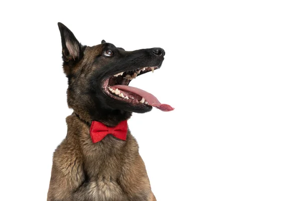 Retrato Perro Policía Entusiasta Con Pajarita Roja Alrededor Del Cuello —  Fotos de Stock