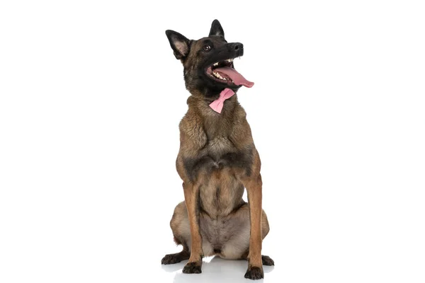 Brincalhão Sentado Filhote Cachorro Malinois Com Laço Rosa Olhando Para — Fotografia de Stock