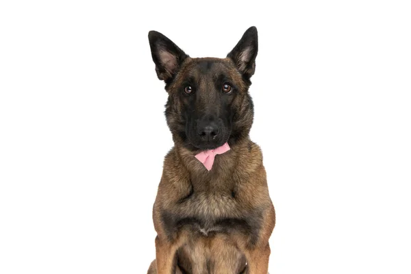 Adorable Belgian Shepherd Dog Pink Bowtie Sitting Front White Background — Stock Photo, Image