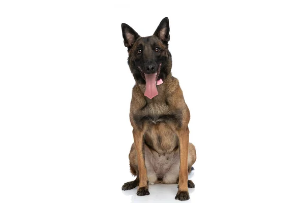 Happy Little Belgian Malinois Dog Bowtie Sticking Out Tongue Sitting — Stock Photo, Image