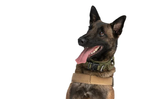 Eccitato Cane Malinois Belgiano Con Lingua Fuori Guardando Altrove Ansimando — Foto Stock