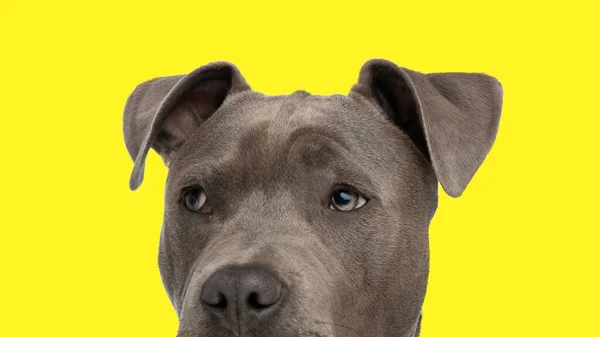 Curious Little Blue Amstaff Puppy Looks Side Yellow Background — Stock Photo, Image