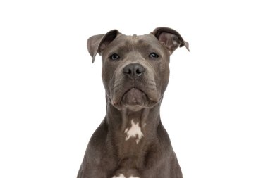 Beyaz arka planda oturan ve stüdyoda poz veren güzel Amerikan Stadyumu Terrier köpeğinin portresi.