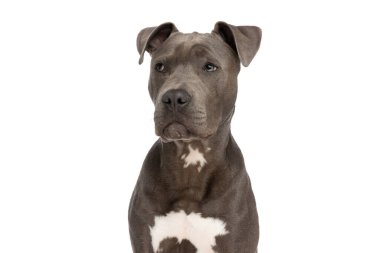 Sevimli Amerikan personeli teriyer köpeği gözlerini kaçırıyor ve stüdyoda beyaz arka planda oturuyor.