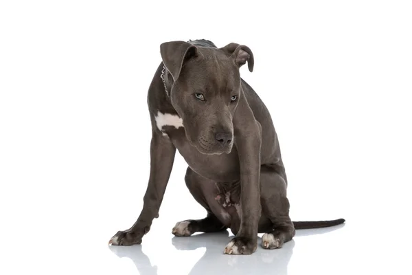 Lovely American Staffordshire Terrier Chain Collar Sitting White Background Looking — Foto de Stock