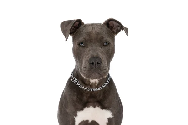 Beautiful Amstaff Dog Chain Collar Sitting Front White Background Studio — Stockfoto