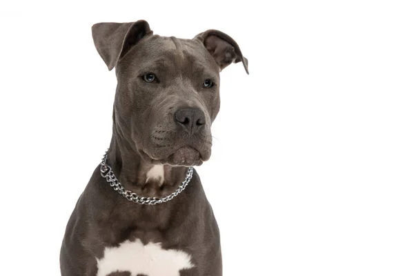 Schöner Amerikanischer Staffordshire Terrier Hund Trägt Kettenhalsband Den Hals Und — Stockfoto