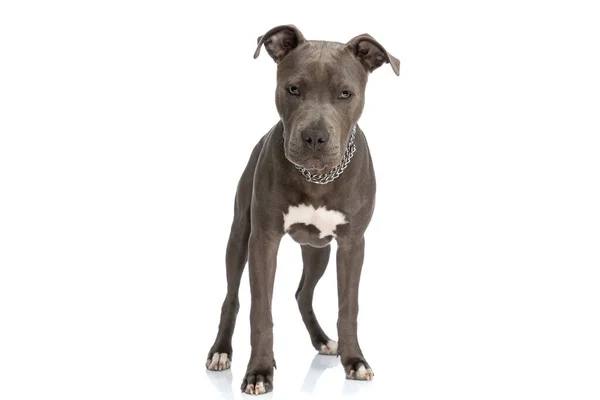 Stüdyoda Beyaz Arka Planda Duran Tasmalı Güzel Amerikan Personeli Terrier — Stok fotoğraf