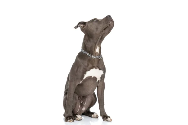 Ντροπαλός Αμερικανός Staffordshire Terrier Σκυλί Κολάρο Κοιτάζοντας Πάνω Και Κάθεται — Φωτογραφία Αρχείου