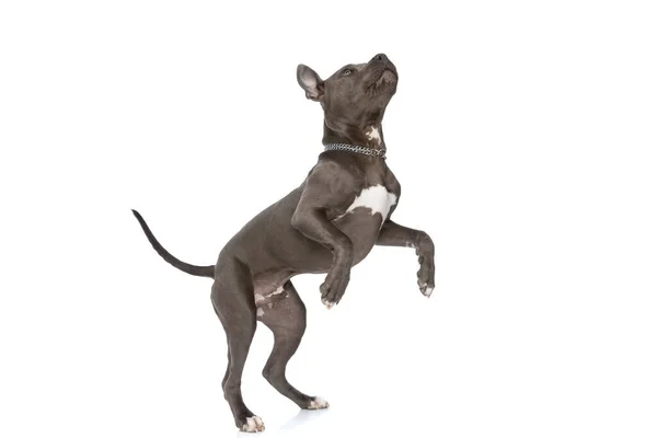 Curious Little American Staffordshire Terrier Standing Back Legs While Looking — Stock Photo, Image