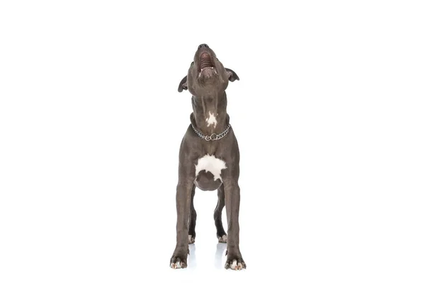 Schattig Amerikaans Staffordshire Terrier Hond Met Kraag Zoek Omhoog Hijgen — Stockfoto