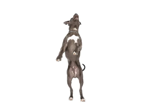 Περίεργος Αμερικανός Staffordshire Terrier Σκυλί Κολάρο Κοιτάζοντας Ψηλά Ενώ Στέκεται — Φωτογραφία Αρχείου