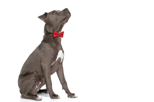 Vista Laterale Elegante Americano Staffordshire Terrier Cane Con Papillon Rosso — Foto Stock