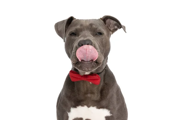 Portrait Beautiful Amstaff Dog Red Bowtie Sticking Out Tongue Licking — Fotografia de Stock