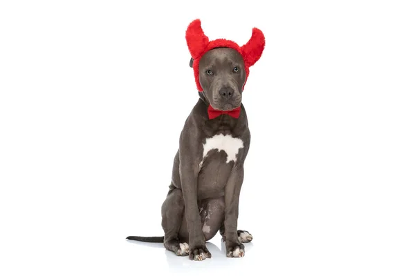 Cute Amstaff Dog Devil Horns Red Bowtie White Background Studio — Zdjęcie stockowe