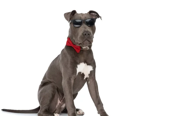 Side View Cool Elegant Amstaff Puppy Red Bowtie Sunglasses Sittin — Zdjęcie stockowe