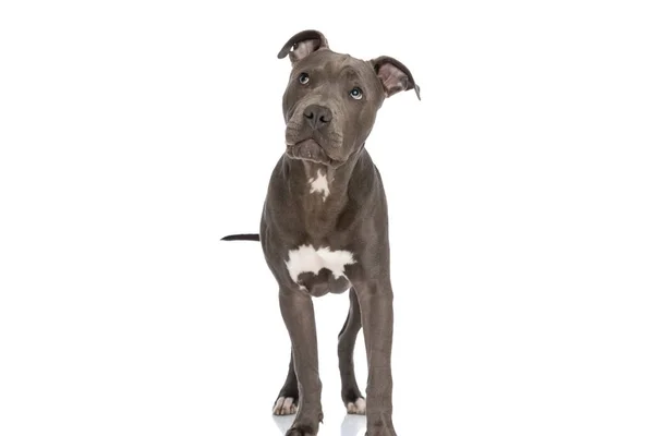 Curious Little American Staffordshire Terrier Puppy Looking Standing White Background — Stok fotoğraf