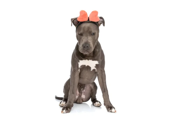 Cute American Staffordshire Terrier Dog Pink Bow Headband Sitting White — Stock fotografie