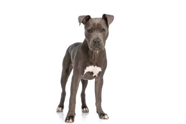 Beautiful American Staffordshire Terrier Puppy Posing Front White Background Standing — Fotografia de Stock