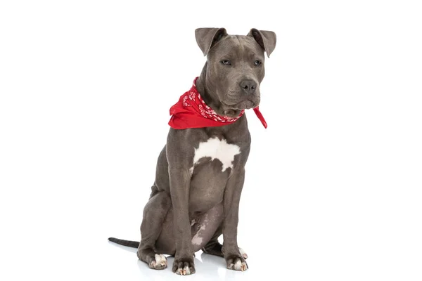 Tatlı Amstaff Köpek Yavrusu Kırmızı Bandana Takıyor Stüdyoda Beyaz Arka — Stok fotoğraf