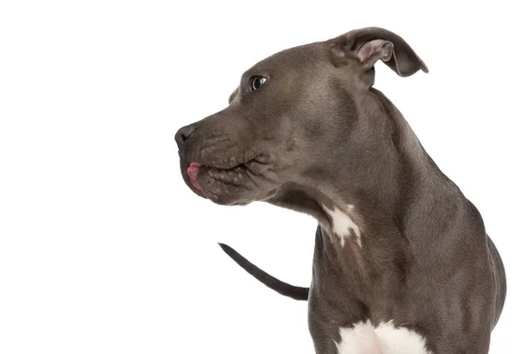 Lovely American Staffordshire Terrier Dog Looking Side Sticking Out Tongue — Fotografia de Stock