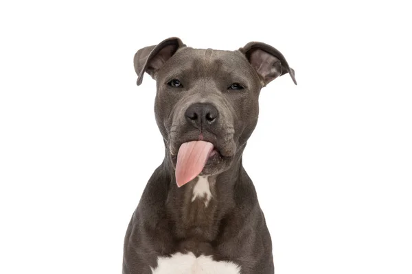Cute Amstaff Puppy Tongue Out Posing Front White Background Studio — Fotografia de Stock