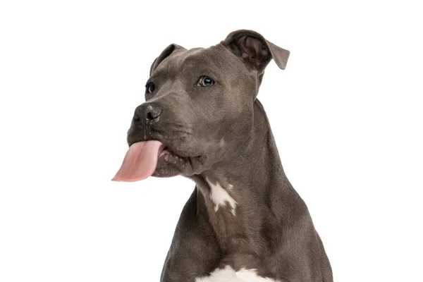 Lovely Seated Amstaff Puppy Sticking Out Tongue Looking Away Front — Fotografia de Stock