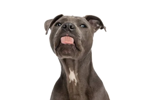 Portrait Sweet American Staffordshire Terrier Dog Sticking Out Tongue Front — Stock fotografie