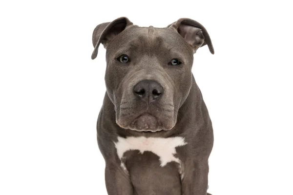 Schuchter Klein Amerikaans Staffordshire Terrier Puppy Kijken Weg Verlegen Voorkant — Stockfoto