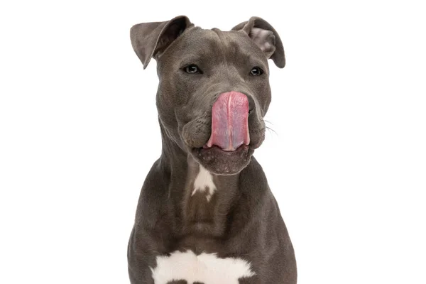 Cute American Staffordshire Terrier Dog Looking Away Licking Nose Front — Fotografia de Stock