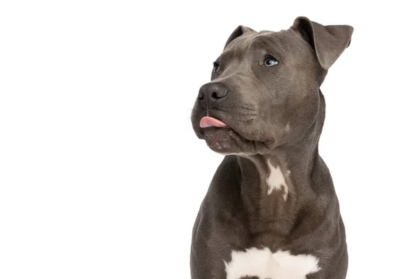 Beautiful American Staffordshire Terrier Pup Tongue Out Looking Posing Front — Fotografia de Stock