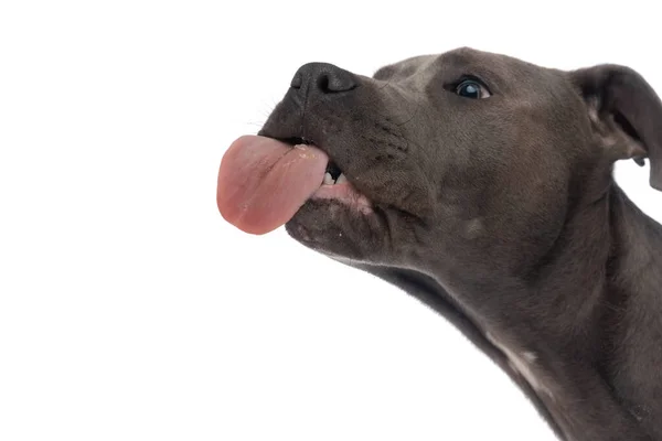 Hungry Amstaff Puppy Tongue Out Licking Transparent Glass Front White —  Fotos de Stock
