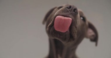 Aç Amerikan Staffordshire teriyeri köpek yavrusu dilinden sarkan ve gri arka planda şeffaf cam yalıyor.