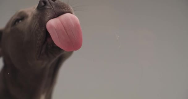 Slowmotion Video Cute American Staffordshire Terrier Dog Sticking Out Tongue — Stock Video
