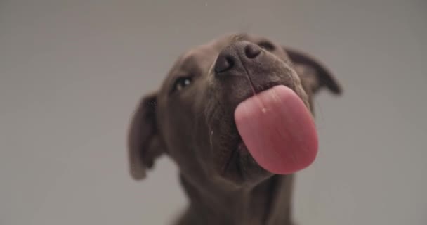 Hungry Little American Staffordshire Terrier Puppy Sticking Out Tongue Licking — Stock Video