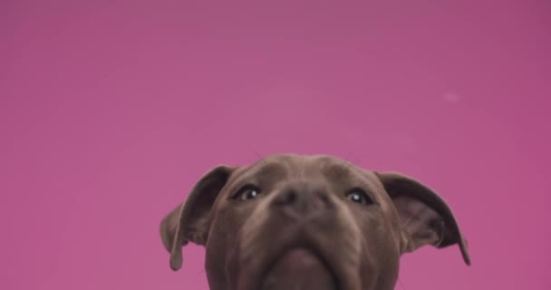 Precious Little American Staffordshire Terrier Puppy Front Pink Background Sticking — Wideo stockowe