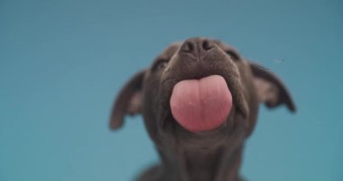 beautiful amstaff puppy in front of blue background with tongue out licking transparent glass, looking up and side in studio