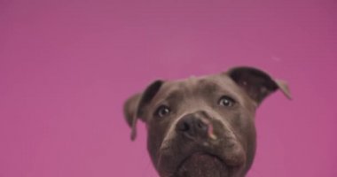 project video of hungry little amstaff dog with tongue exposed licking transparent plexiglass in front of pink background