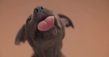 adorable amstaff puppy in front of orange background wearing red bowtie, looking up and licking plexiglass