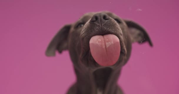 Slowmotion Video Beautiful American Staffordshire Terrier Dog Sticking Out Tongue — Vídeos de Stock