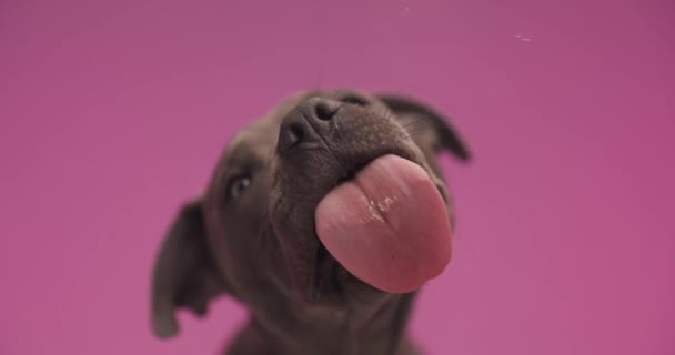 Adorable American Staffordshire Terrier Dog Tongue Out Licking Transparent Glass — 图库视频影像