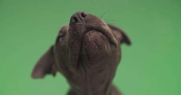 Sweet Amstaff Dog Tongue Exposed Licking Plexiglass Front Green Background — Stock video