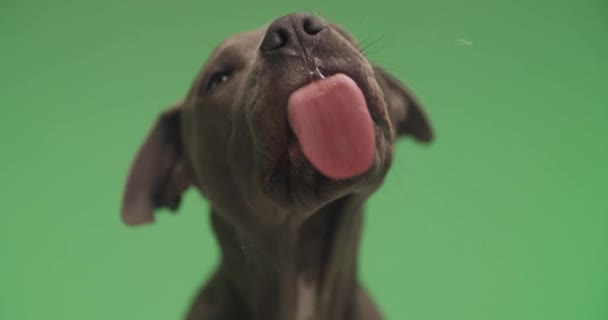 Retrato Vídeo Hermosa American Staffordshire Terrier Cachorro Sobresaliendo Lengua Frente — Vídeo de stock