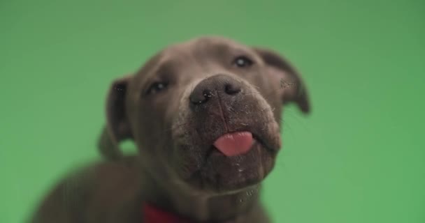 Mooie Amerikaanse Staffordshire Terriër Hond Met Rode Strikje Likken Transparant — Stockvideo