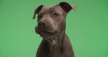 Güzel Amerikan Staffordshire Teriyeri köpeği dilini çıkarıp yeşil arka plana bakarken burnunu yalıyor.